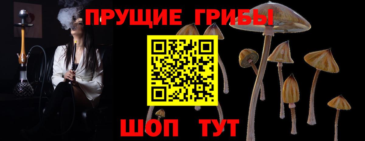 закладки  Псилоцибиновые грибы Psilocybine cubensis  Вход с VPN  Асино  Галлюциногенные грибы Psilocybine cubensis 